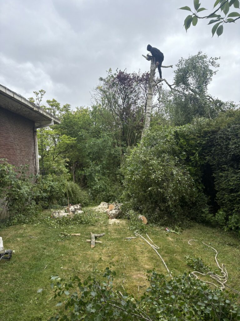 Élagage en cours - Bruno LENFANT élagueur professionnel