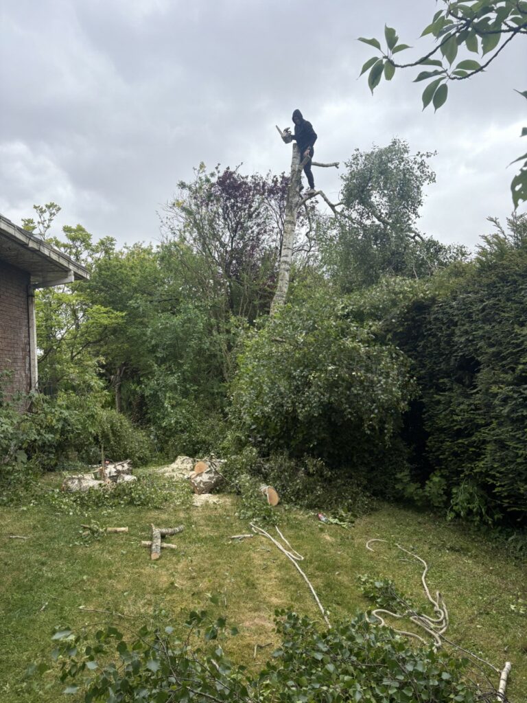 Élagage en cours - Bruno LENFANT élagueur professionnel - 3