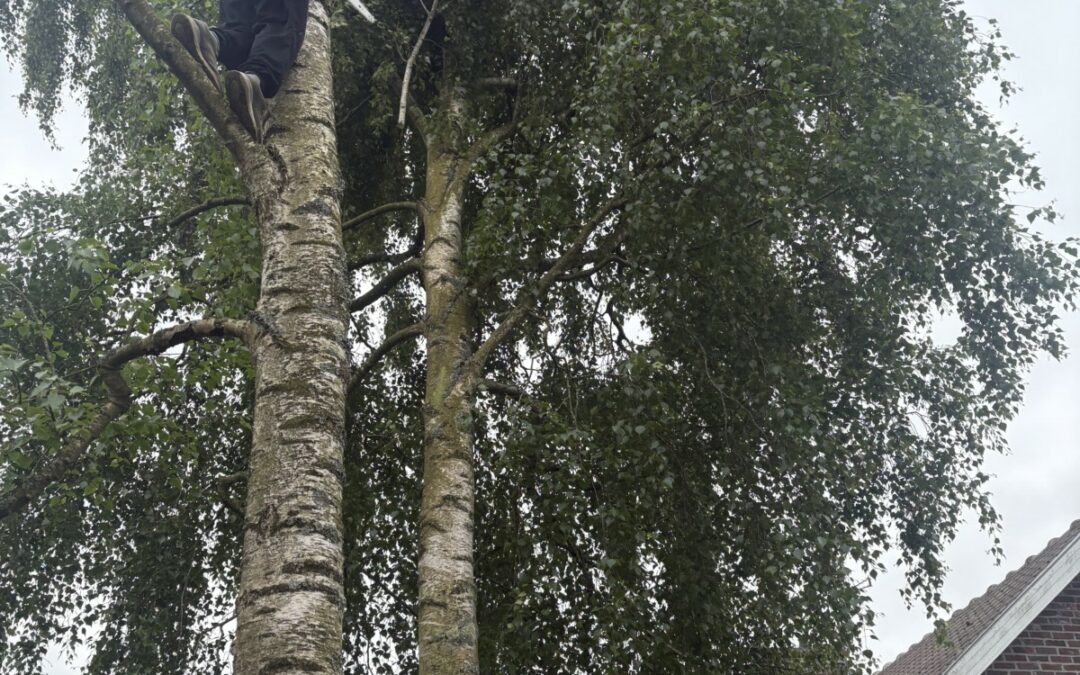 Divers entretiens espaces verts dans le 62 Pas de calais
