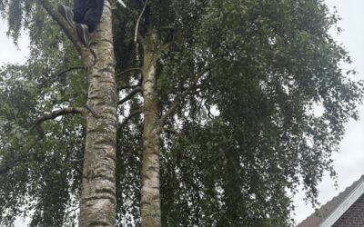 Divers entretiens espaces verts dans le 62 Pas de calais