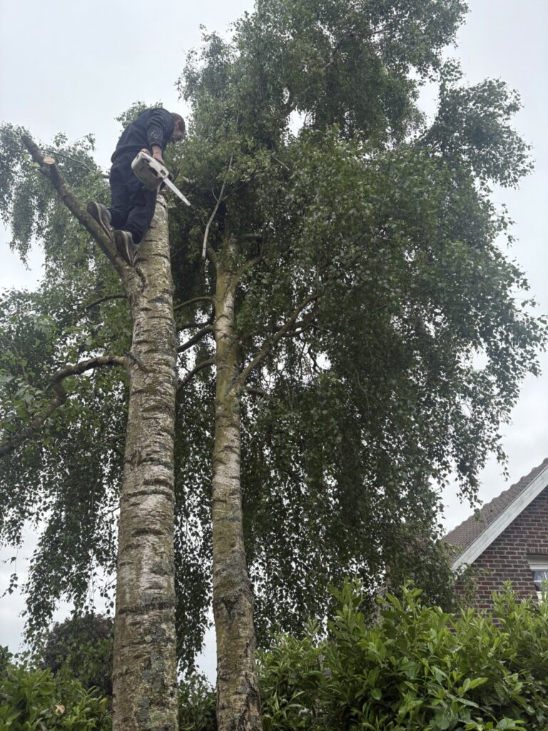 Élagage en cours - Bruno LENFANT élagueur professionnel