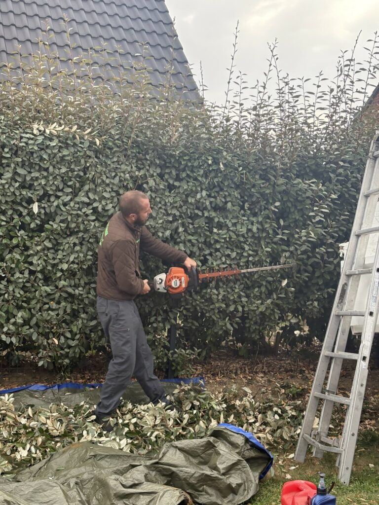 taille de haies par Bruno LENFANT - entretien espaces verts 62 -2