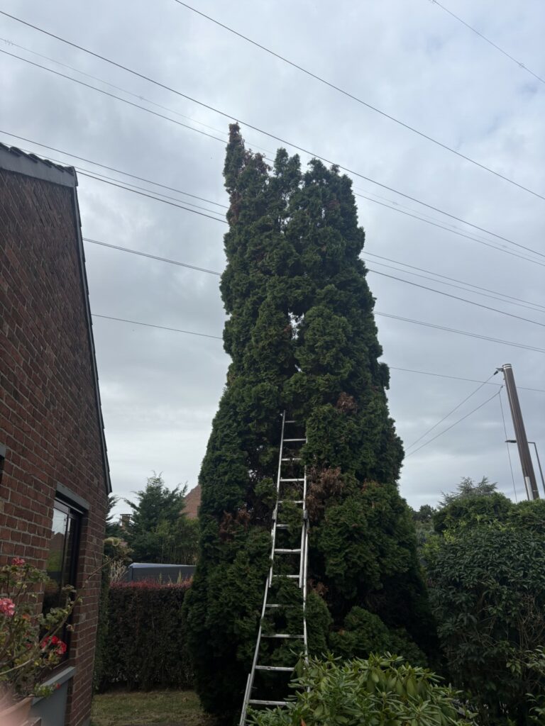 élagage arbre en cours 