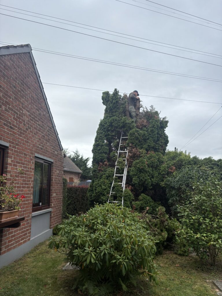 élagage arbre en cours 