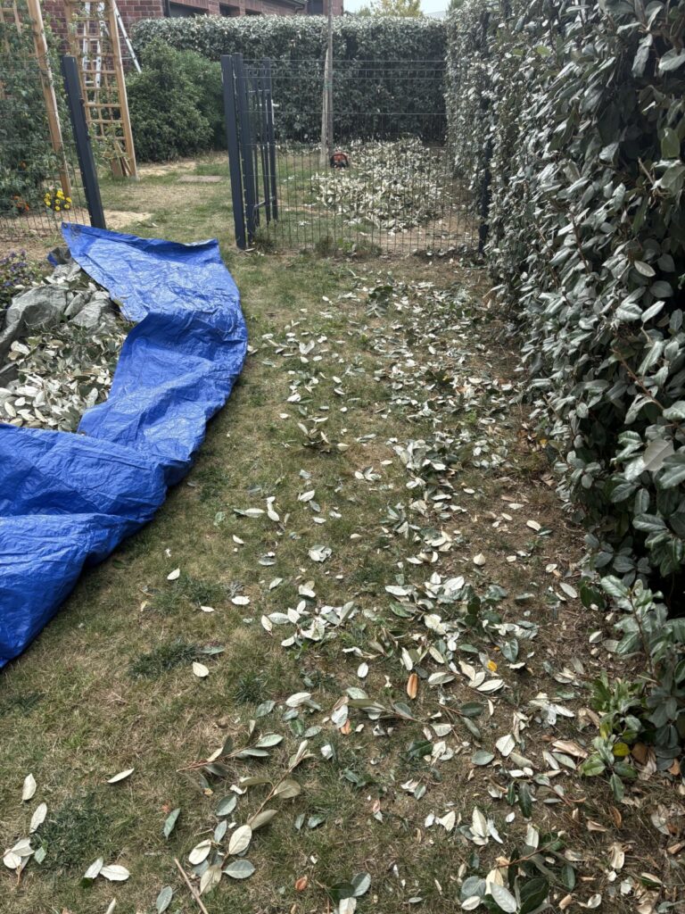 Taille de haie puis ramassage déchets verts